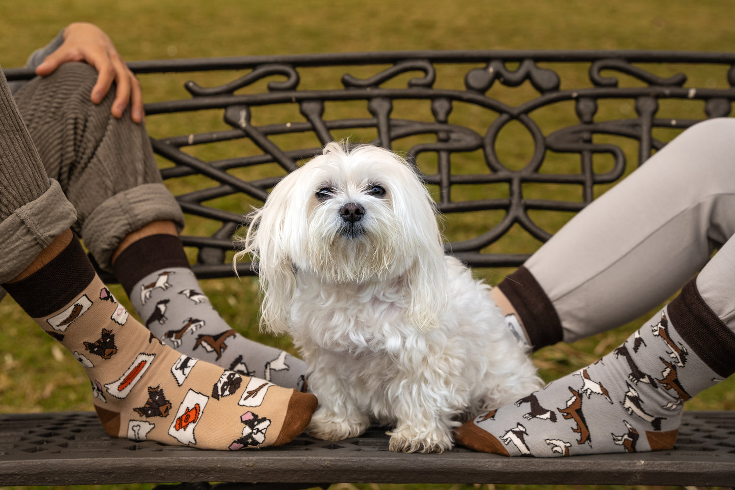 Hunde Socken, Motivsocken, bunte Socken, Geschenkidee für Hundebesitzer.