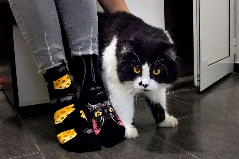 Motivsocken, Katzen Socken, Themensocken, Geschenkidee für Katzenbesitzer